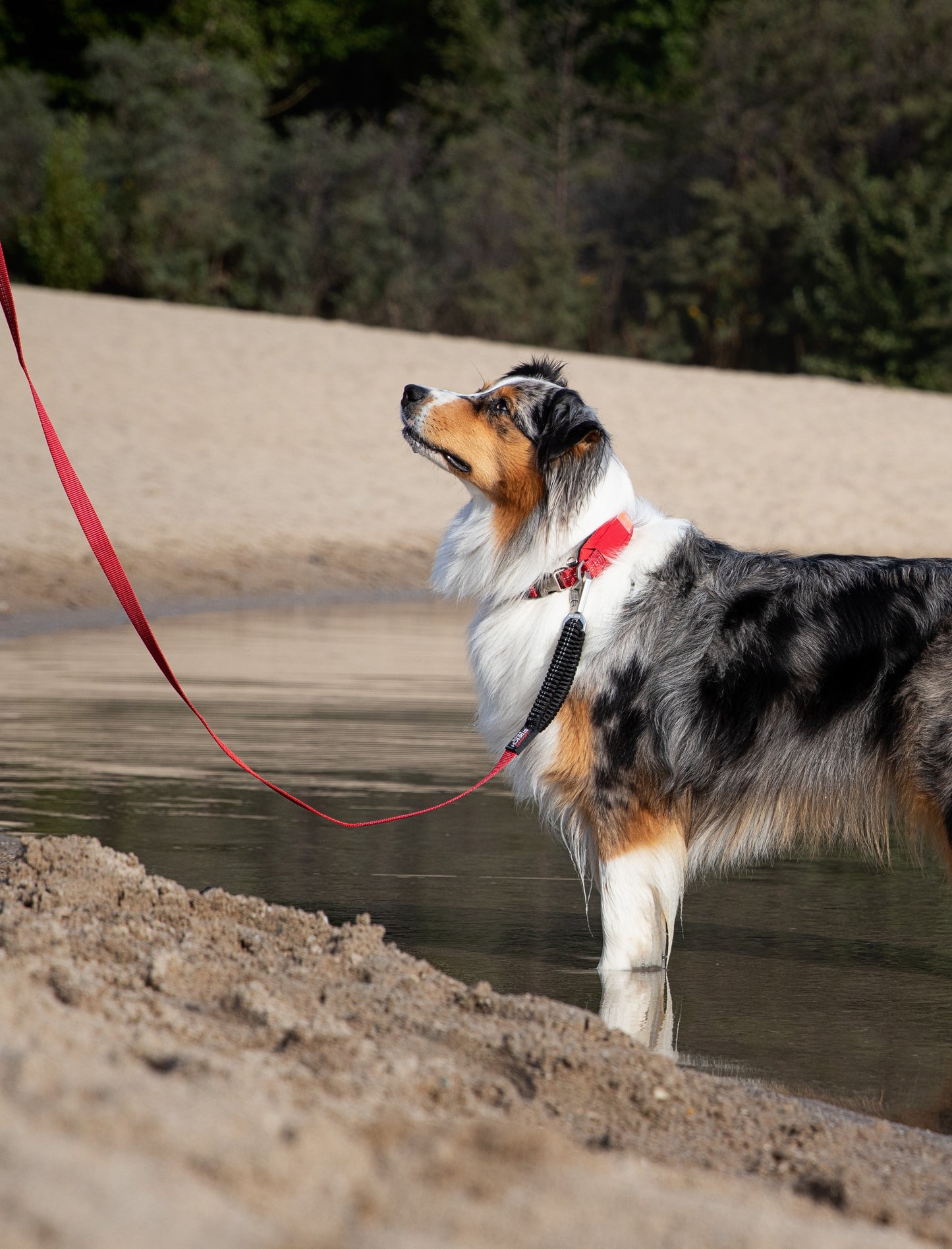 Bruno Hundehalsband Rot