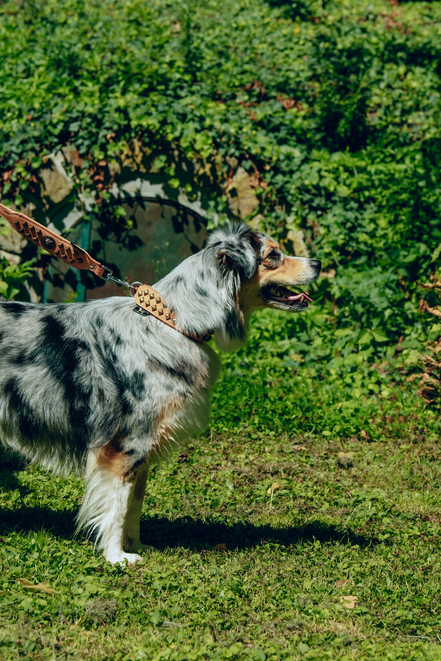 Diego Beige Hundeleine