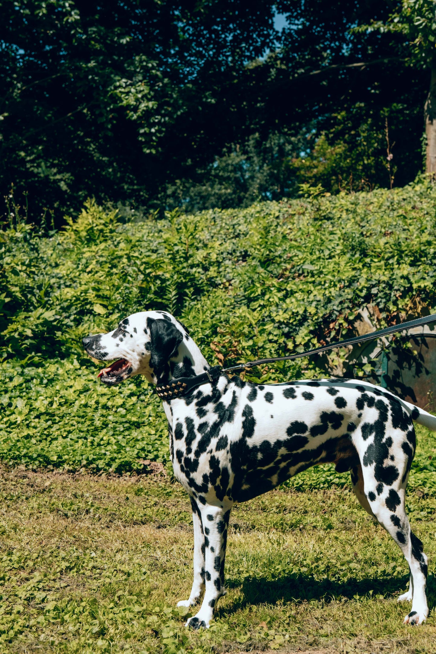 Diego Schwarz Hundeleine