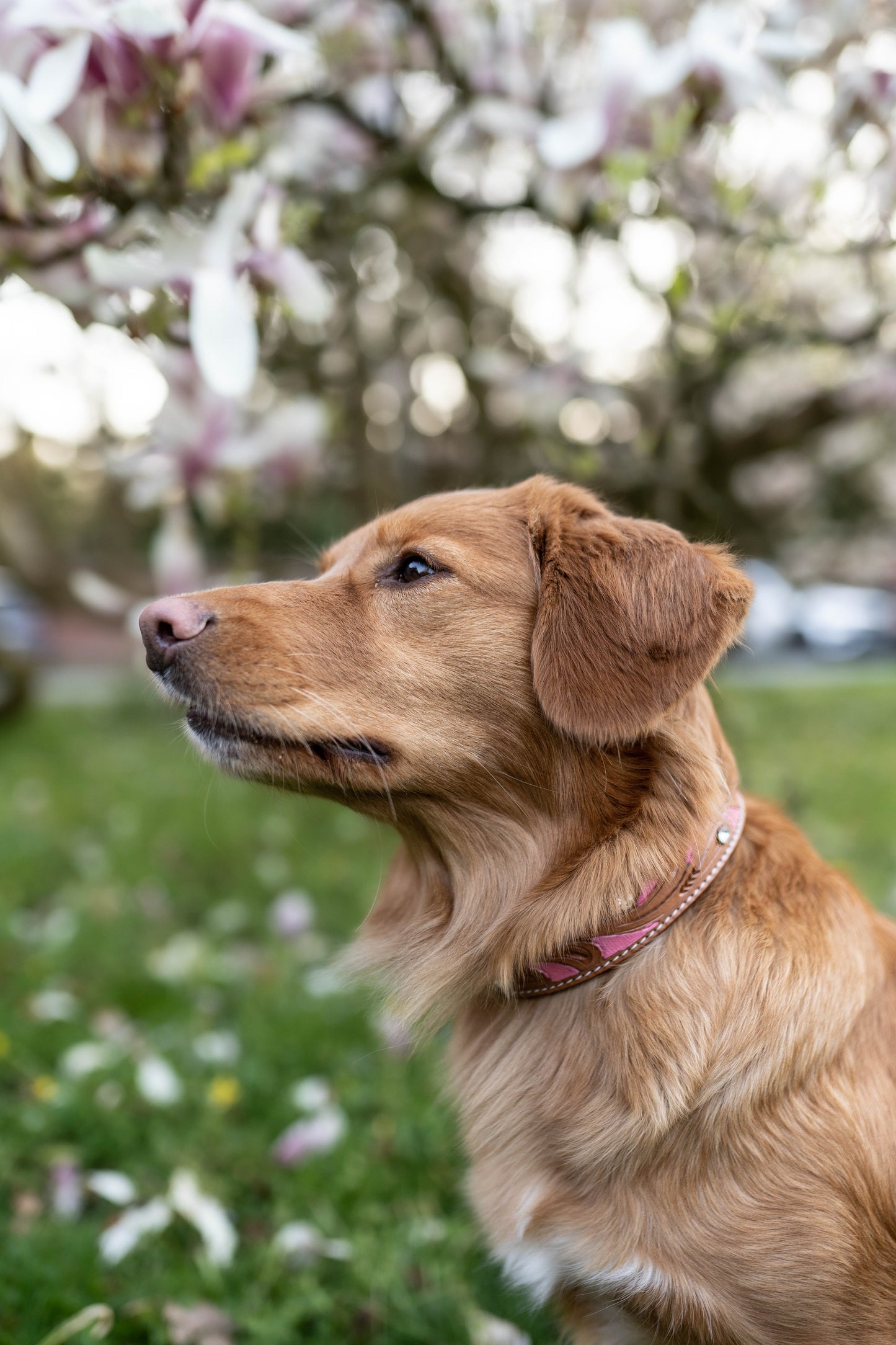Pinklady Hundehalsband