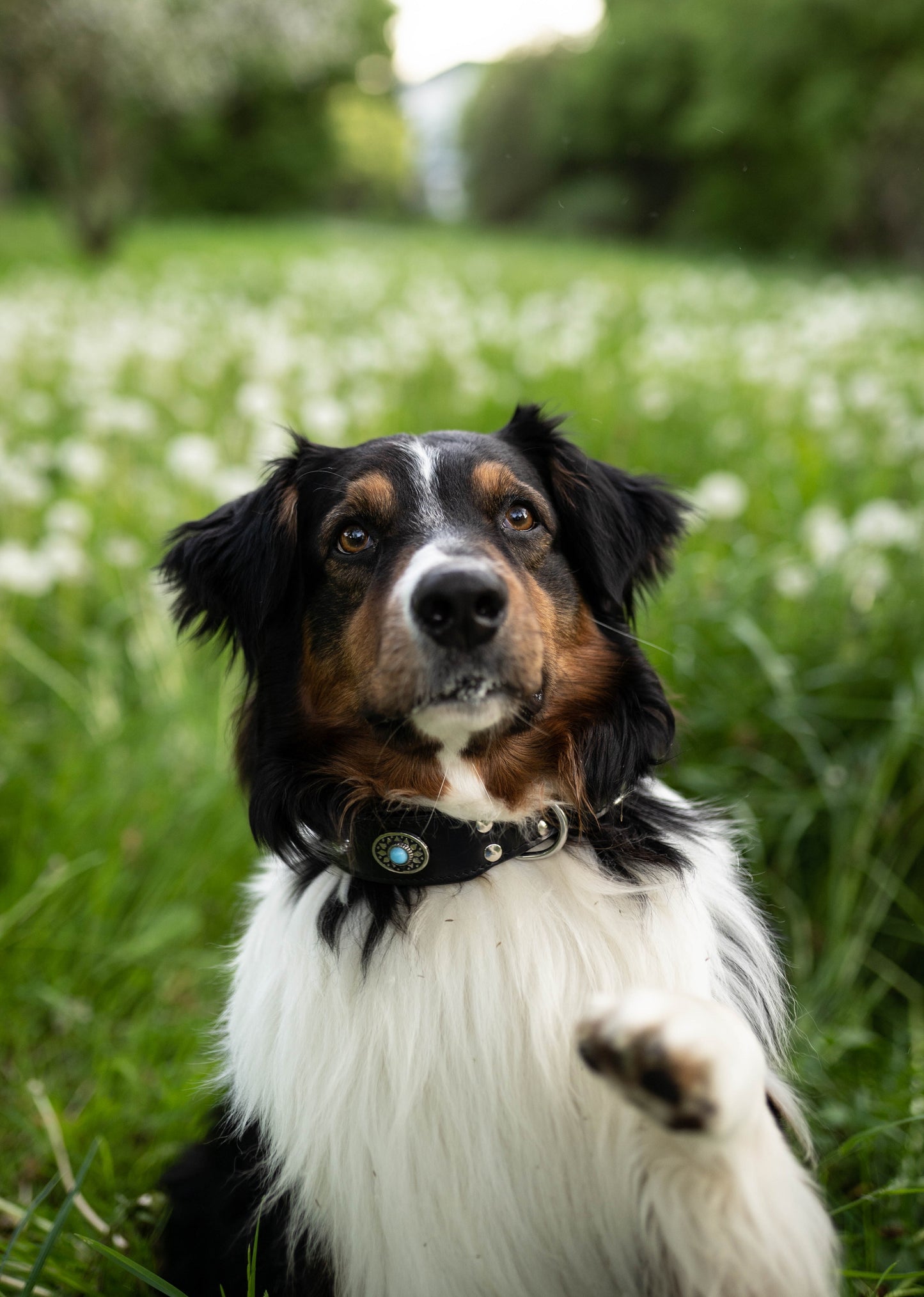 Alonzo Hundehalsband