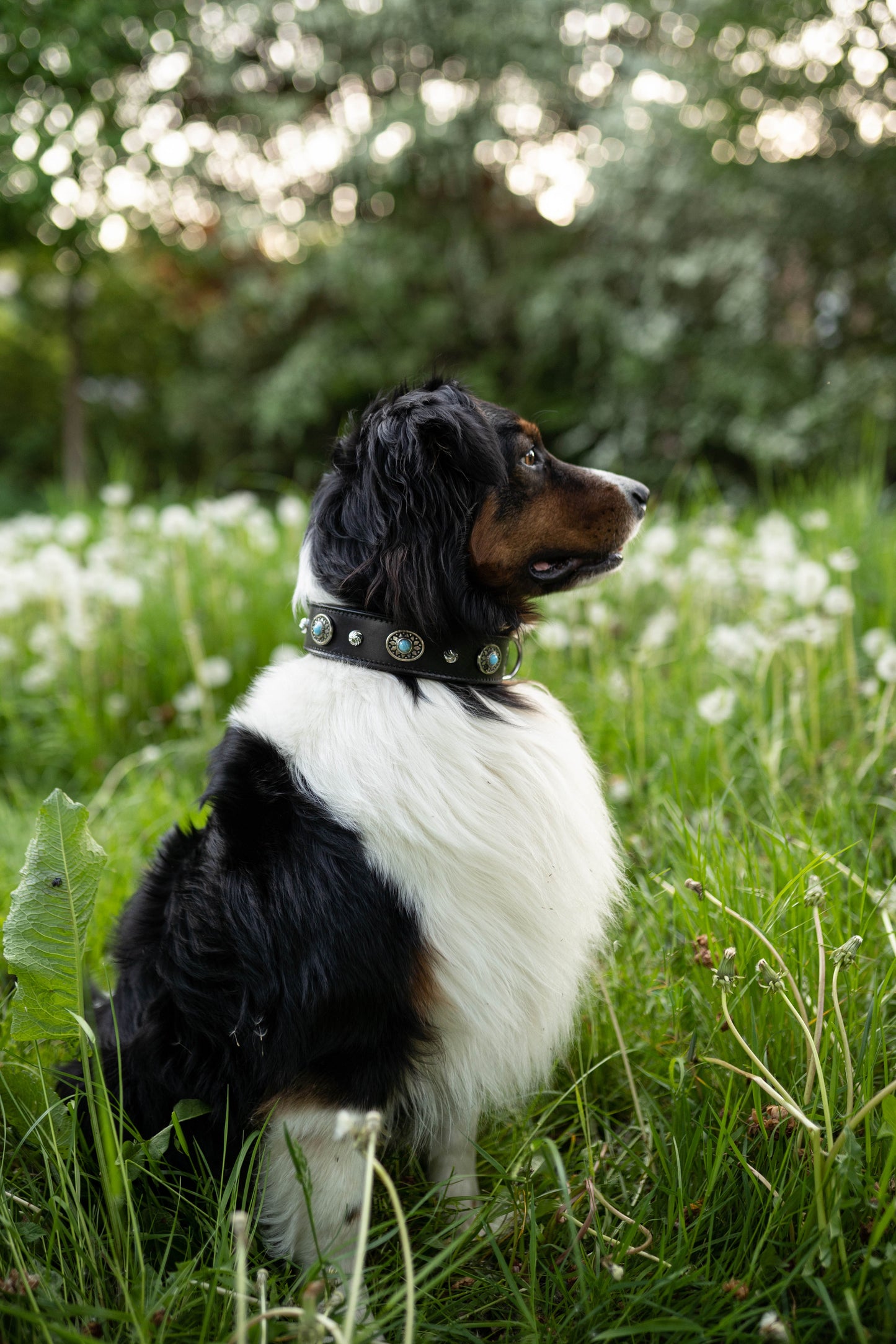 Alonzo Hundehalsband