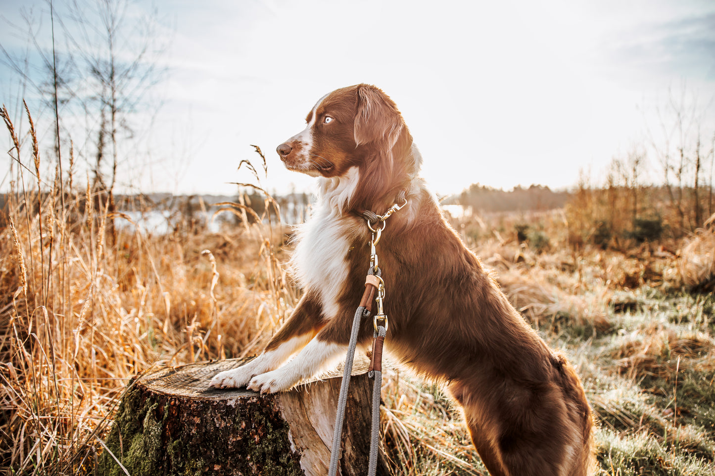 Monaco Hundehalsband Beige "NEU"