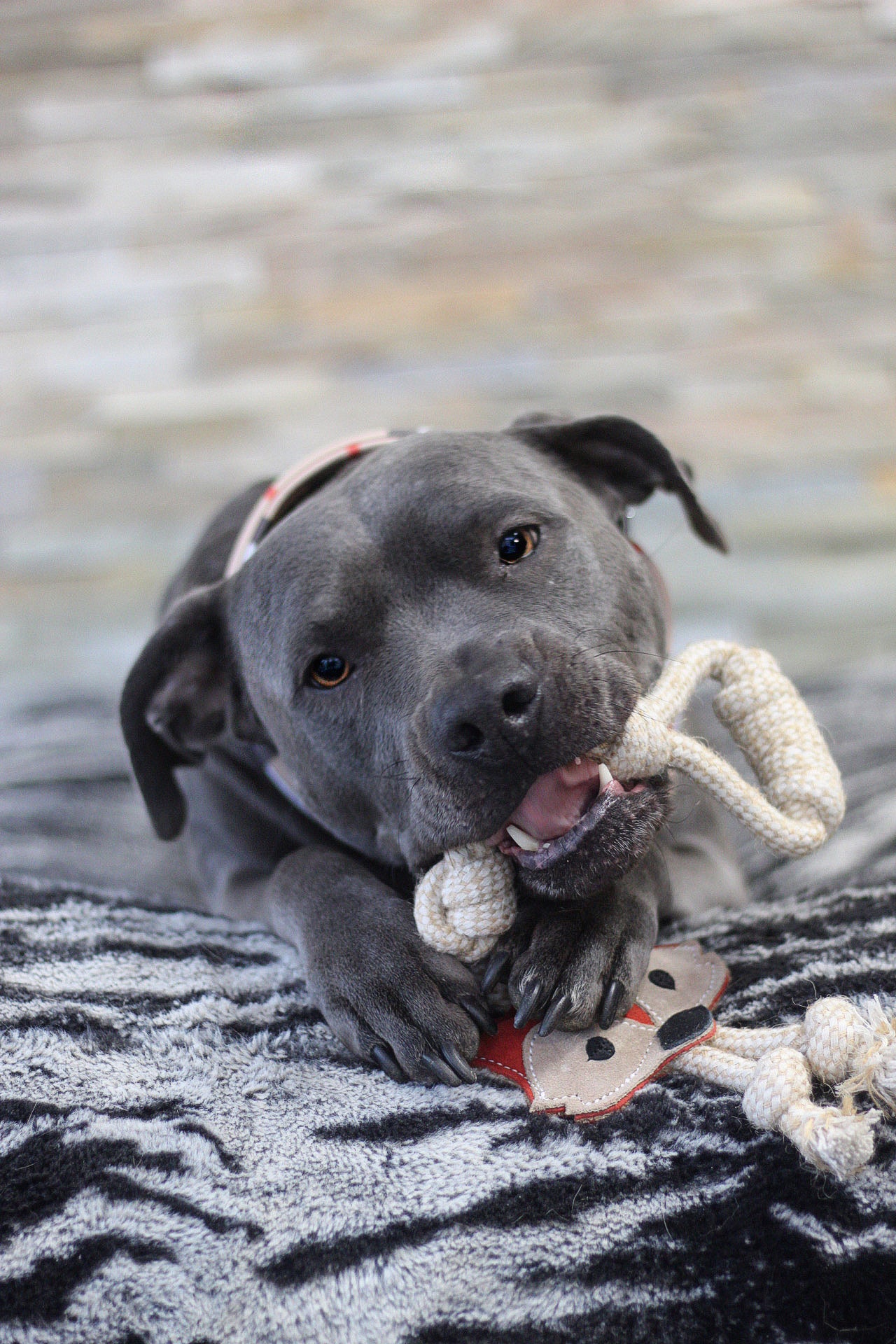 Michur: Spielzeug Banner