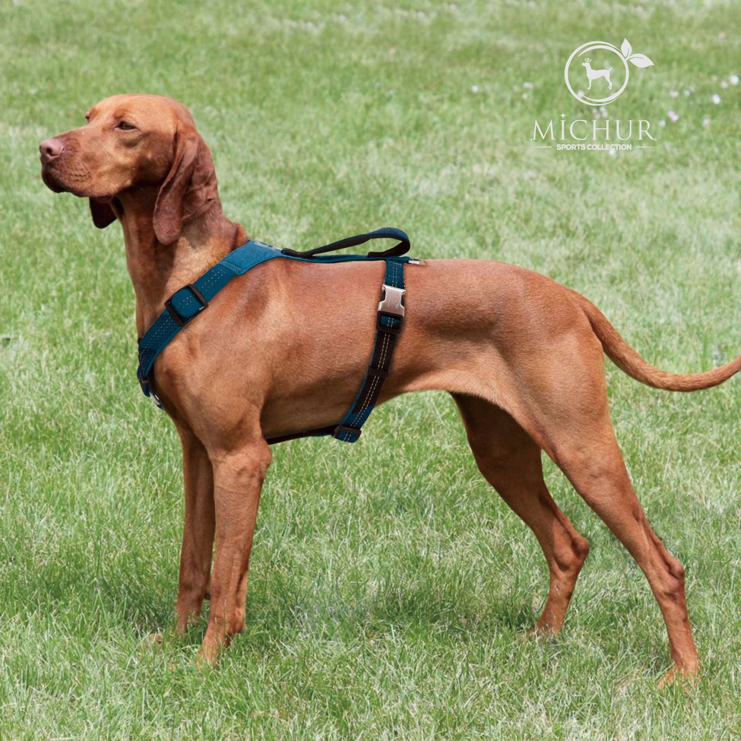 Bruno Hundegeschirr Blau