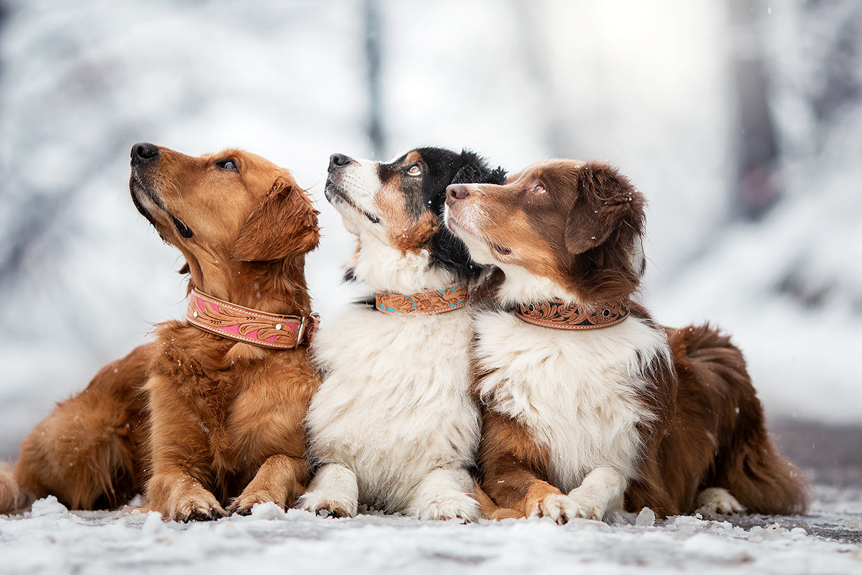Pinklady Hundehalsband