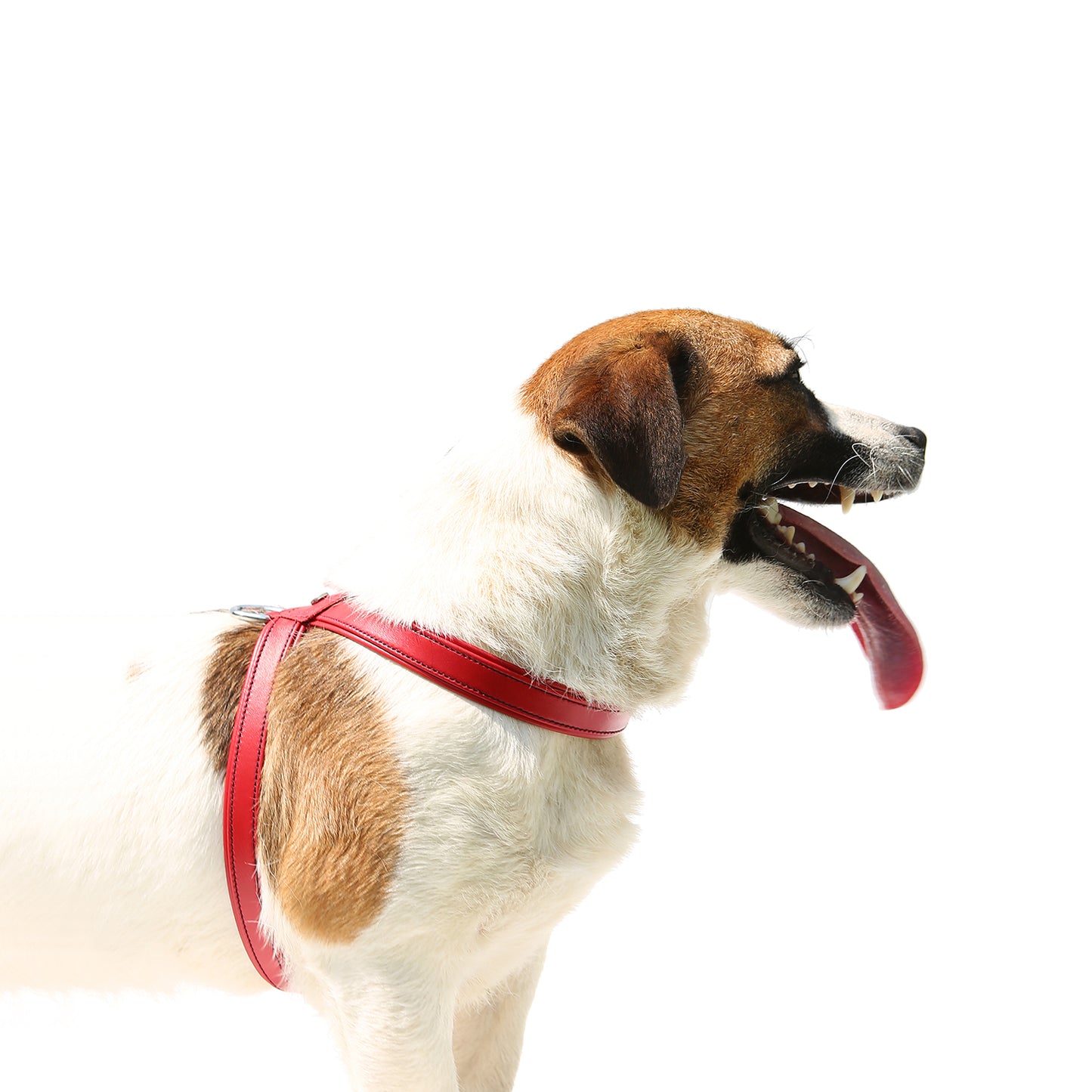 Cucciolo Hundegeschirr Rot