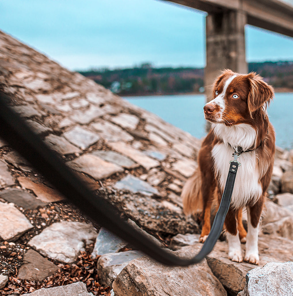 Minimo Hundeleine Braun