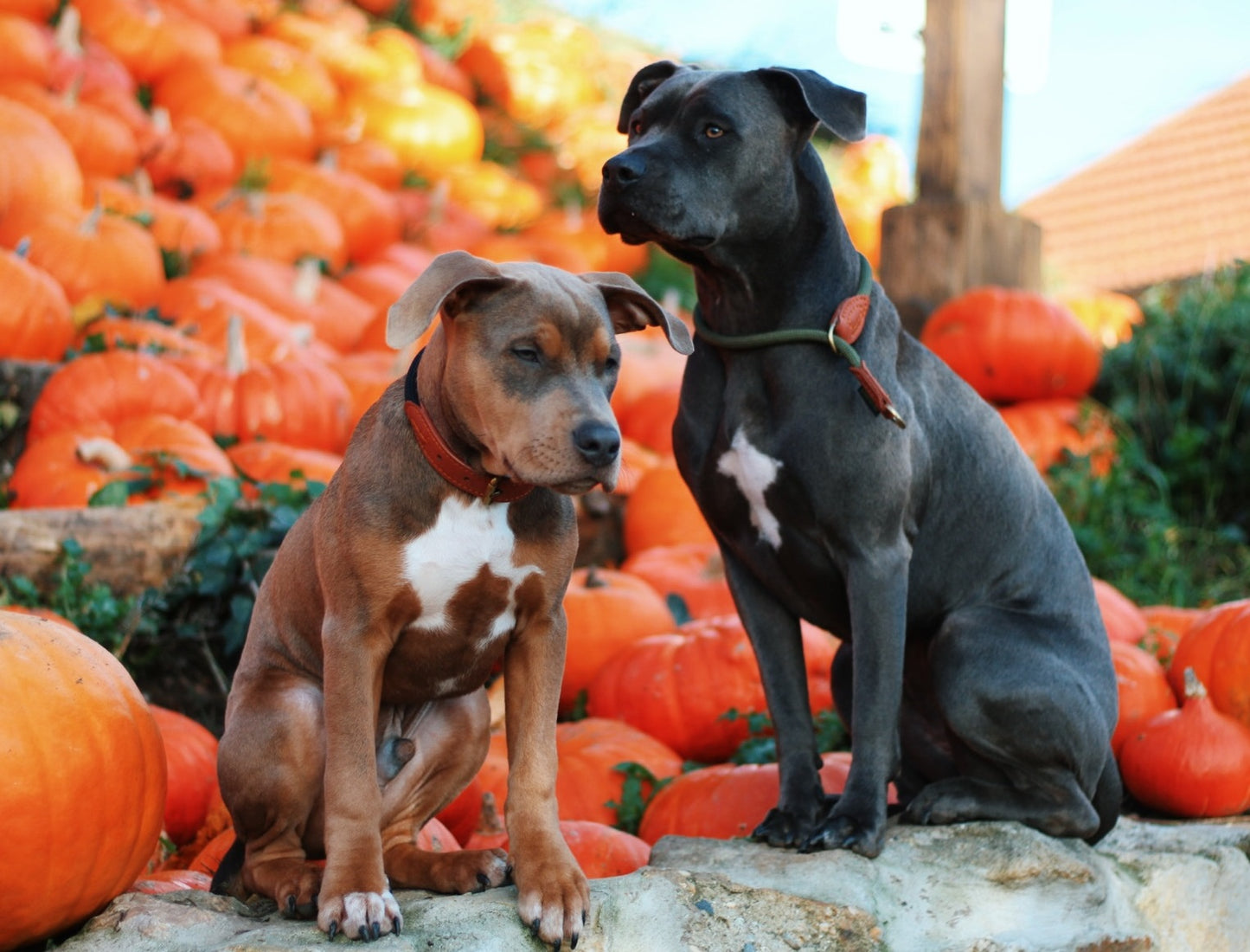 Sherpa Hundehalsband Green Hornet