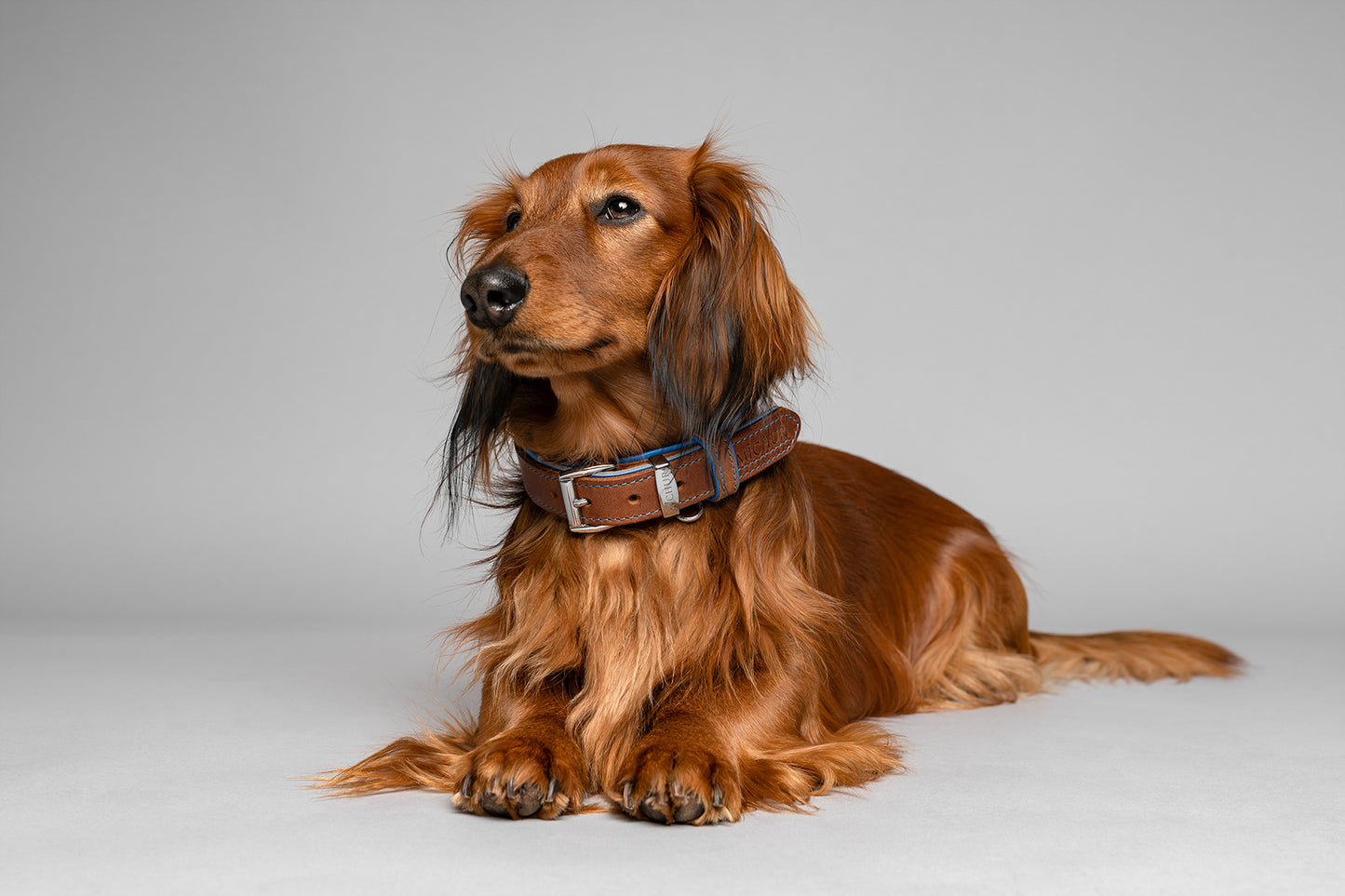 Charly Hundehalsband Blau