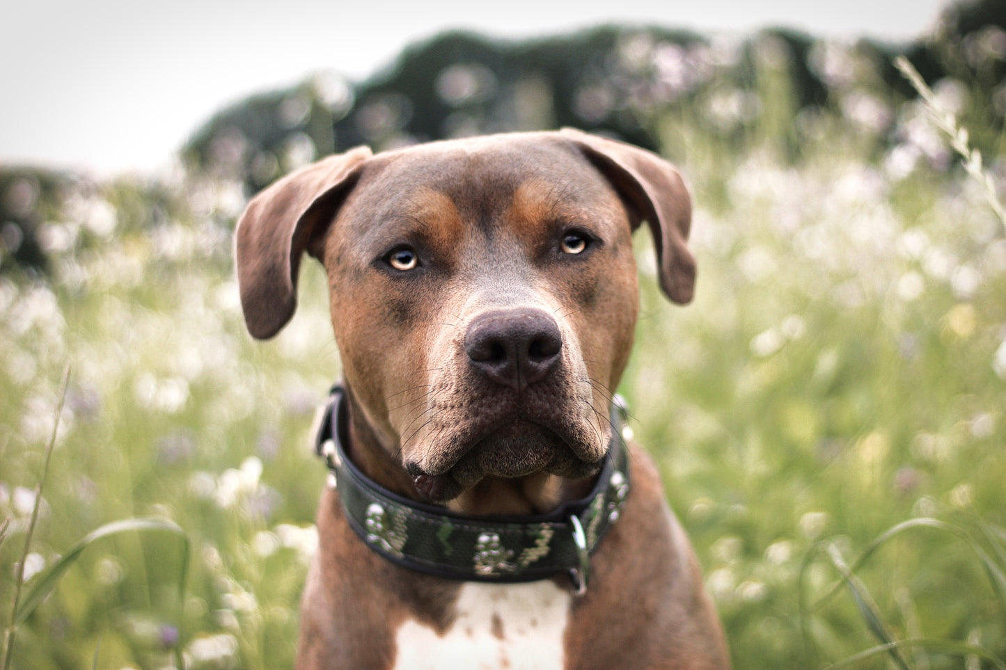 Skully Hundehalsband