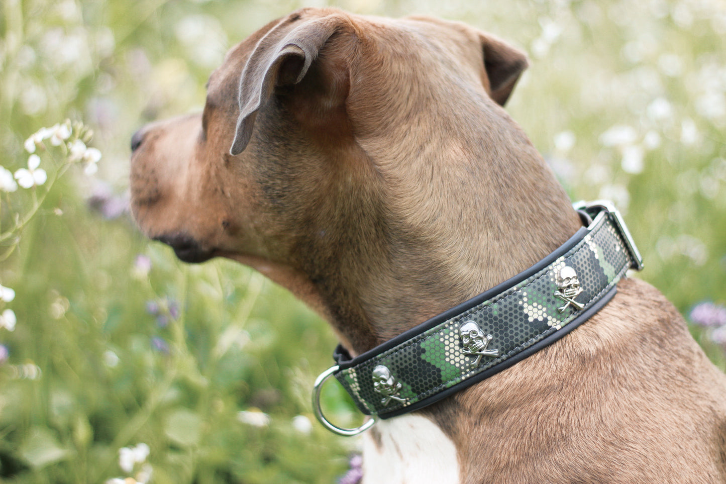 Skully Hundehalsband