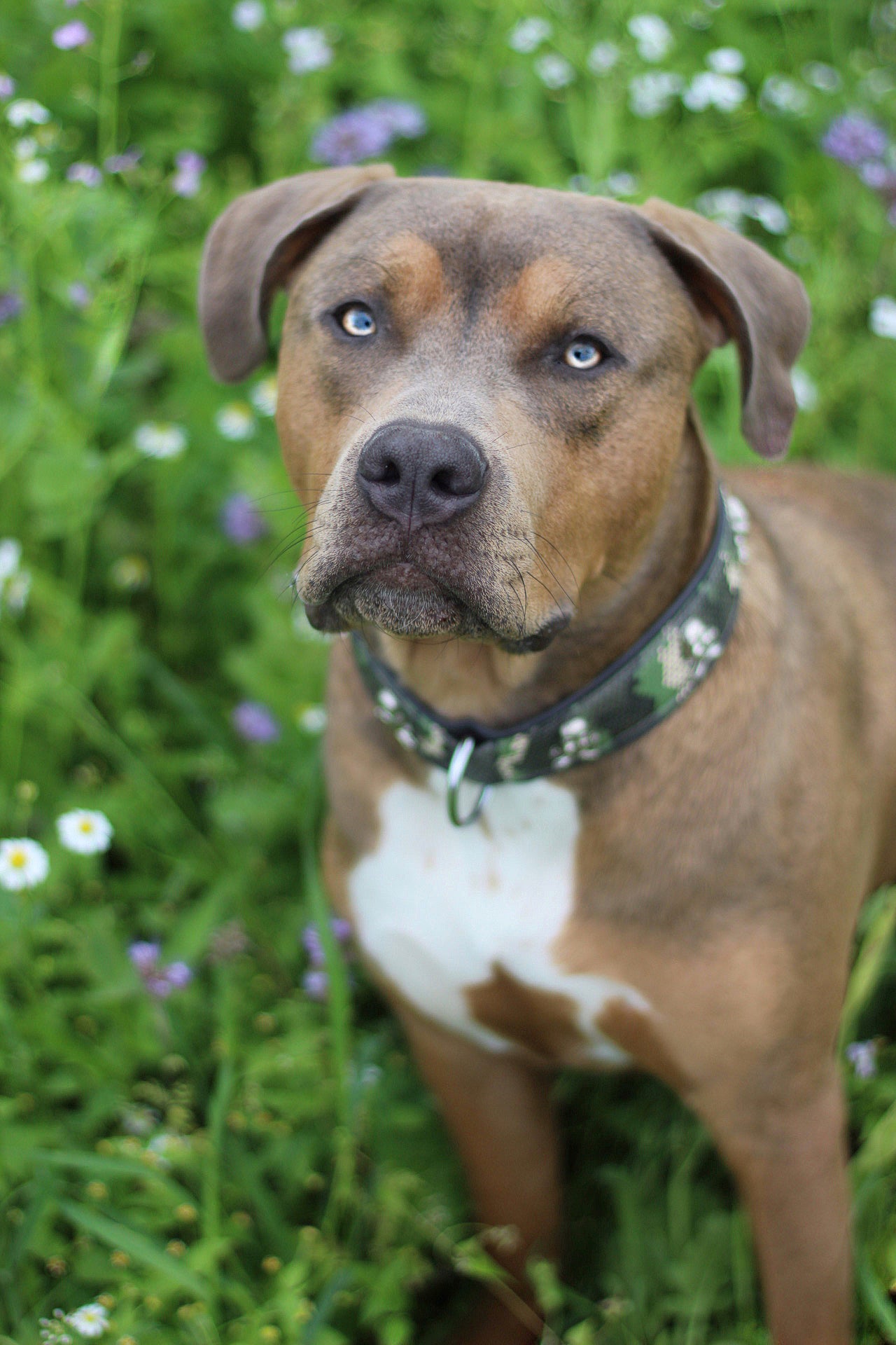 Skully Hundehalsband