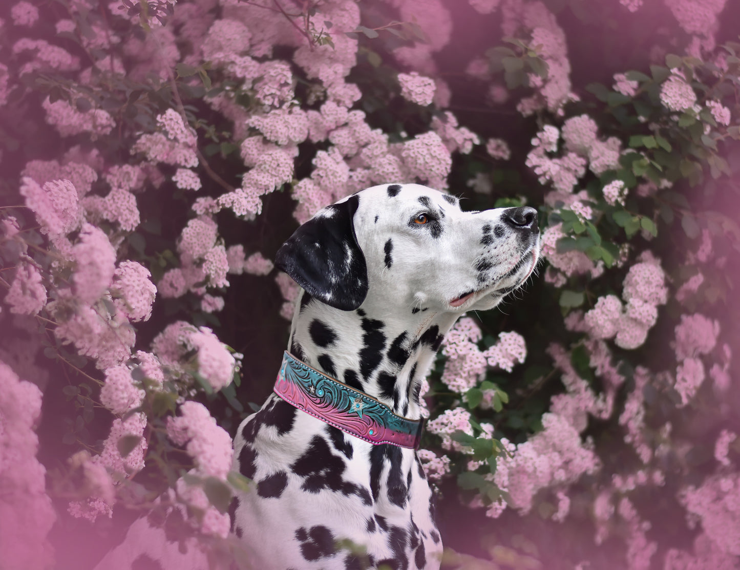 Stardust Hundehalsband