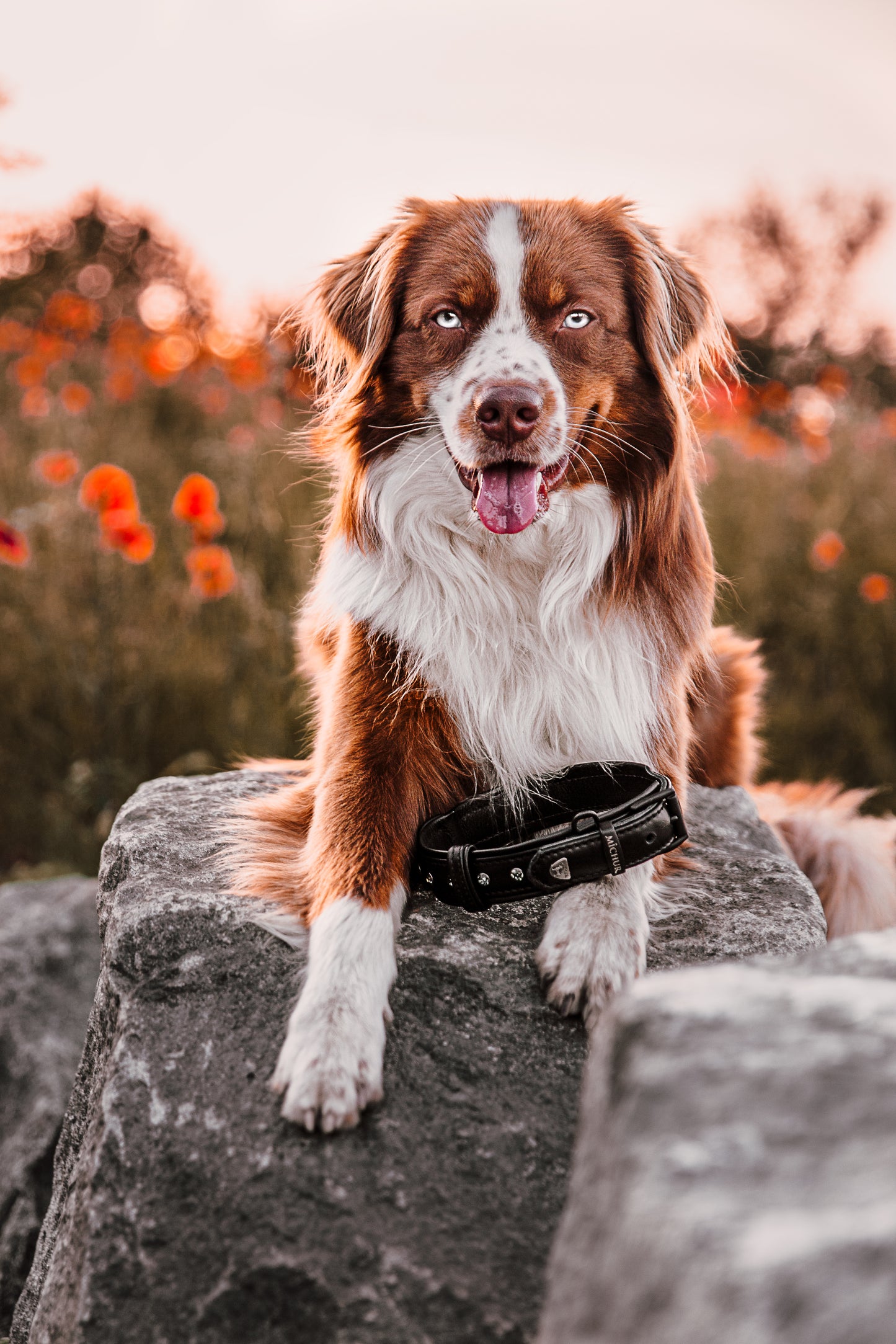 Zorro Hundehalsband