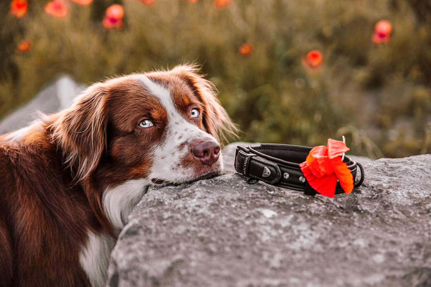 Zorro Hundehalsband