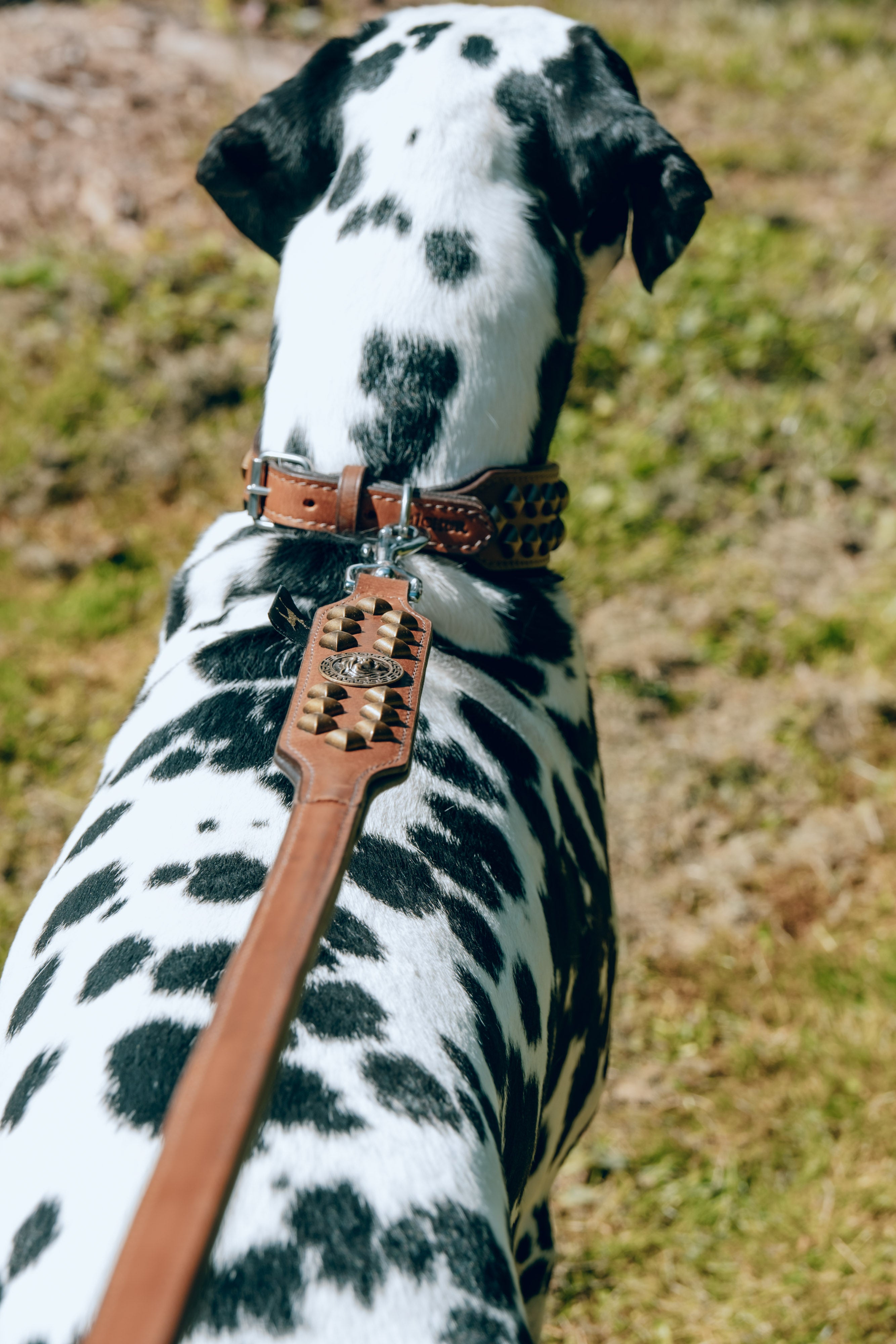 Diego Braun dog leash