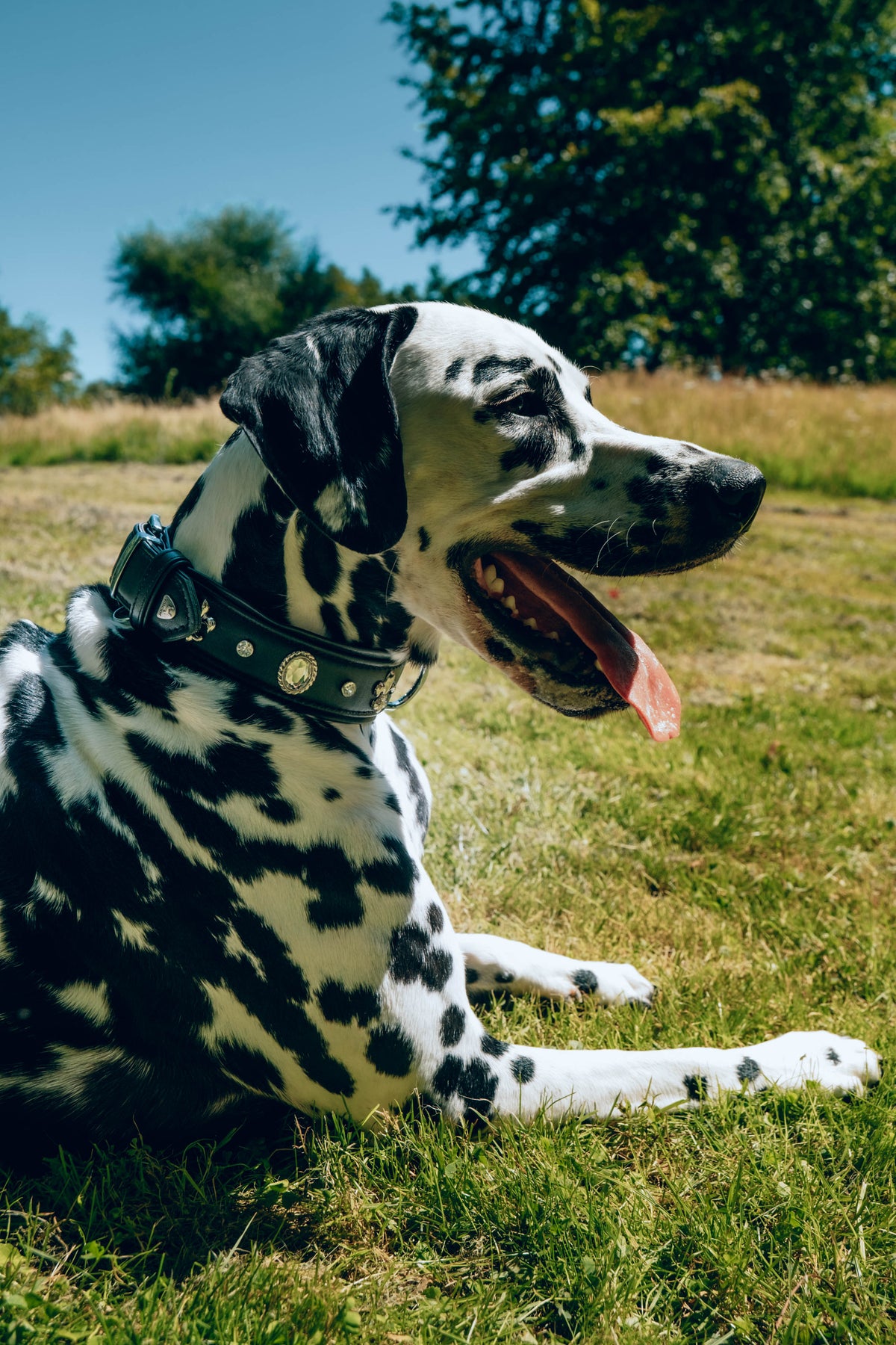 Gala Hundehalsband
