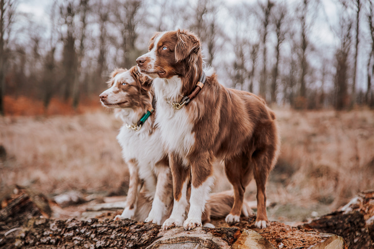 Monaco Hundehalsband Grau