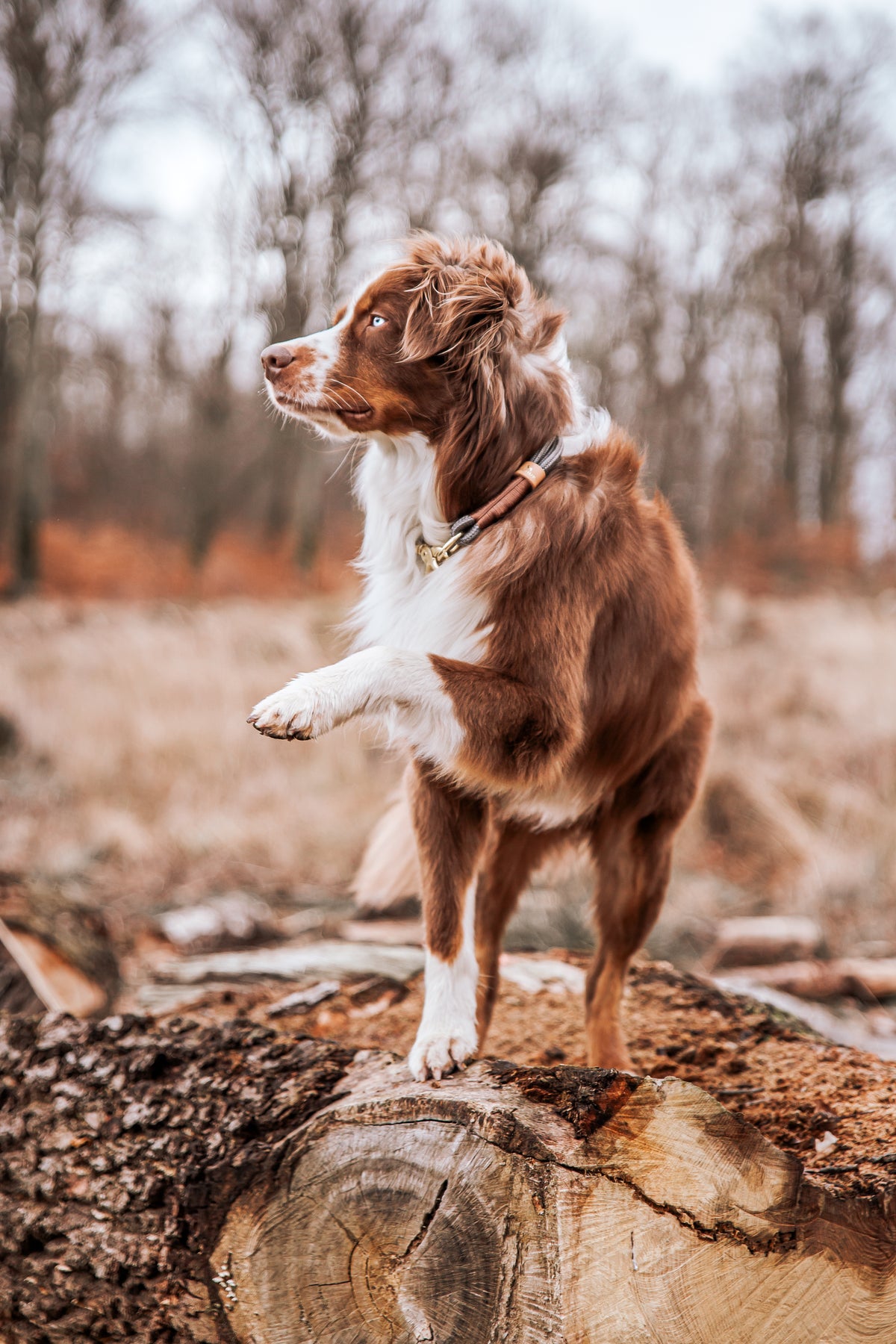 Monaco Hundehalsband Grau