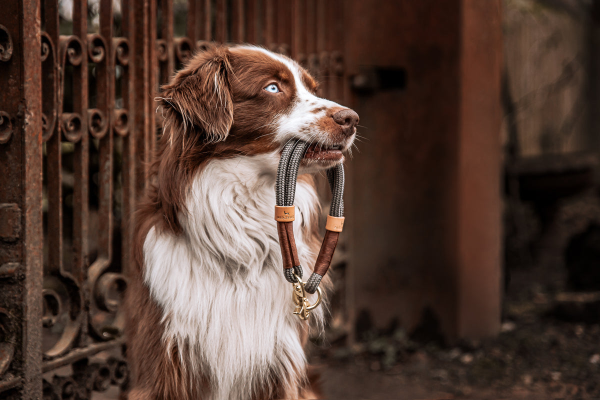 Monaco Hundehalsband Grau