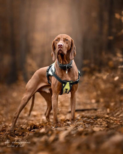 Joel Hundegeschirr Grün