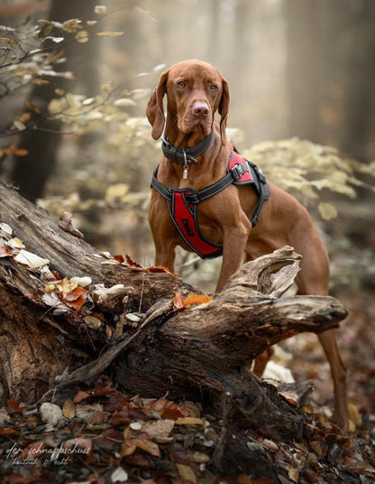 Joel Hundegeschirr Rot