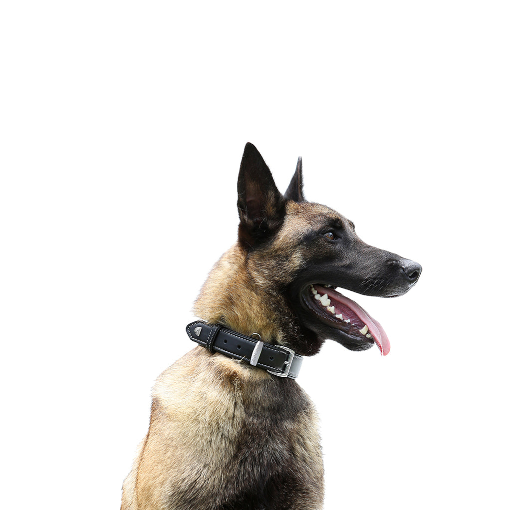 Classica Schwarz Hundehalsband