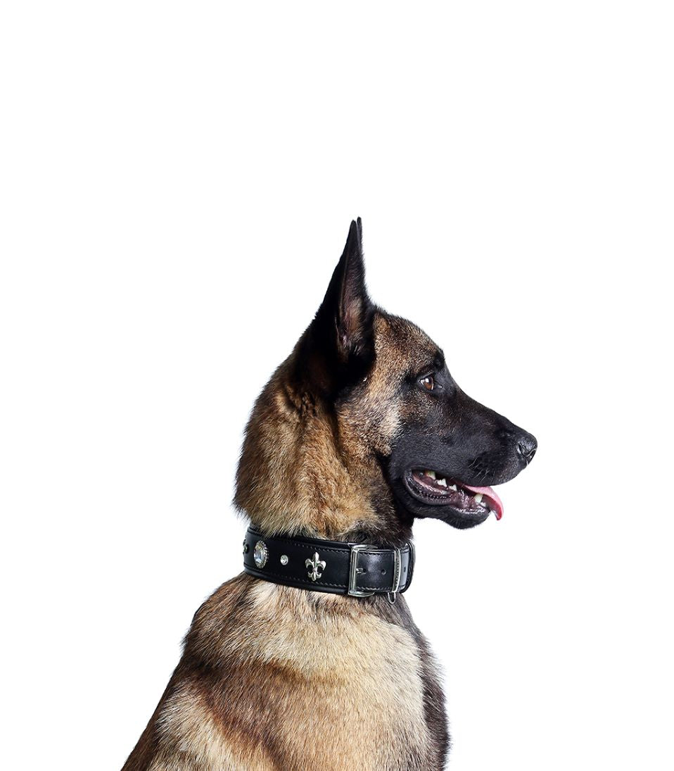 Gala Hundehalsband