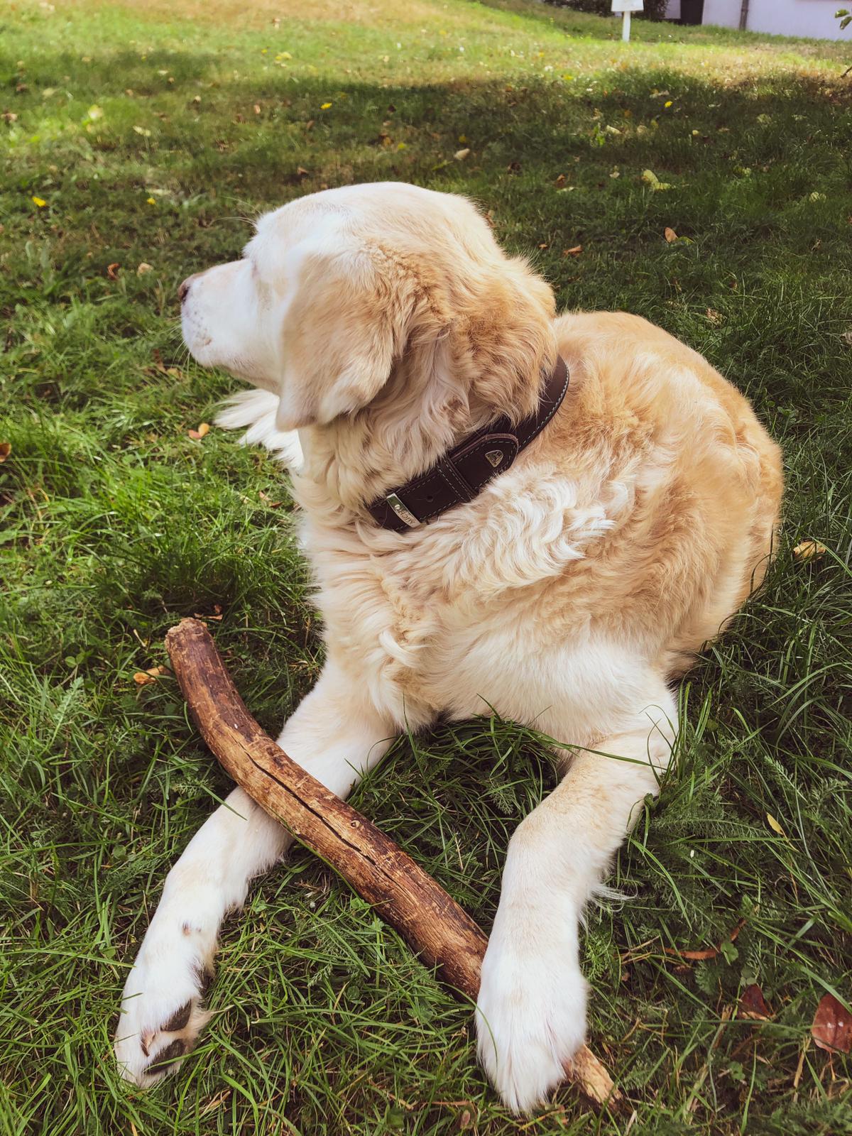 Classica Braun Hundehalsband
