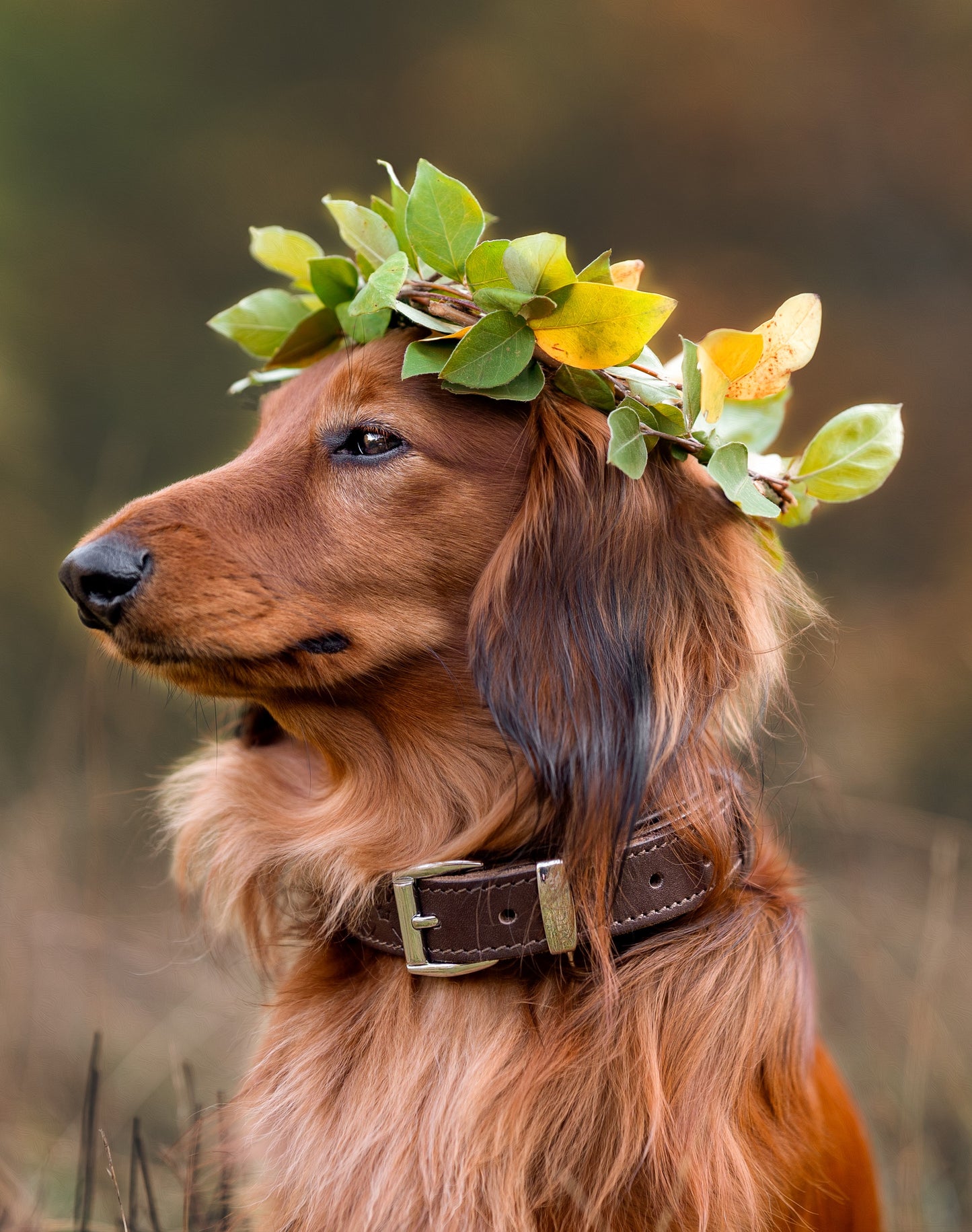 Design Hundehalsband