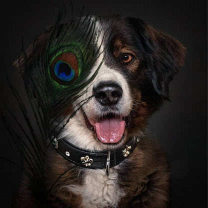 ElPavo Hundehalsband