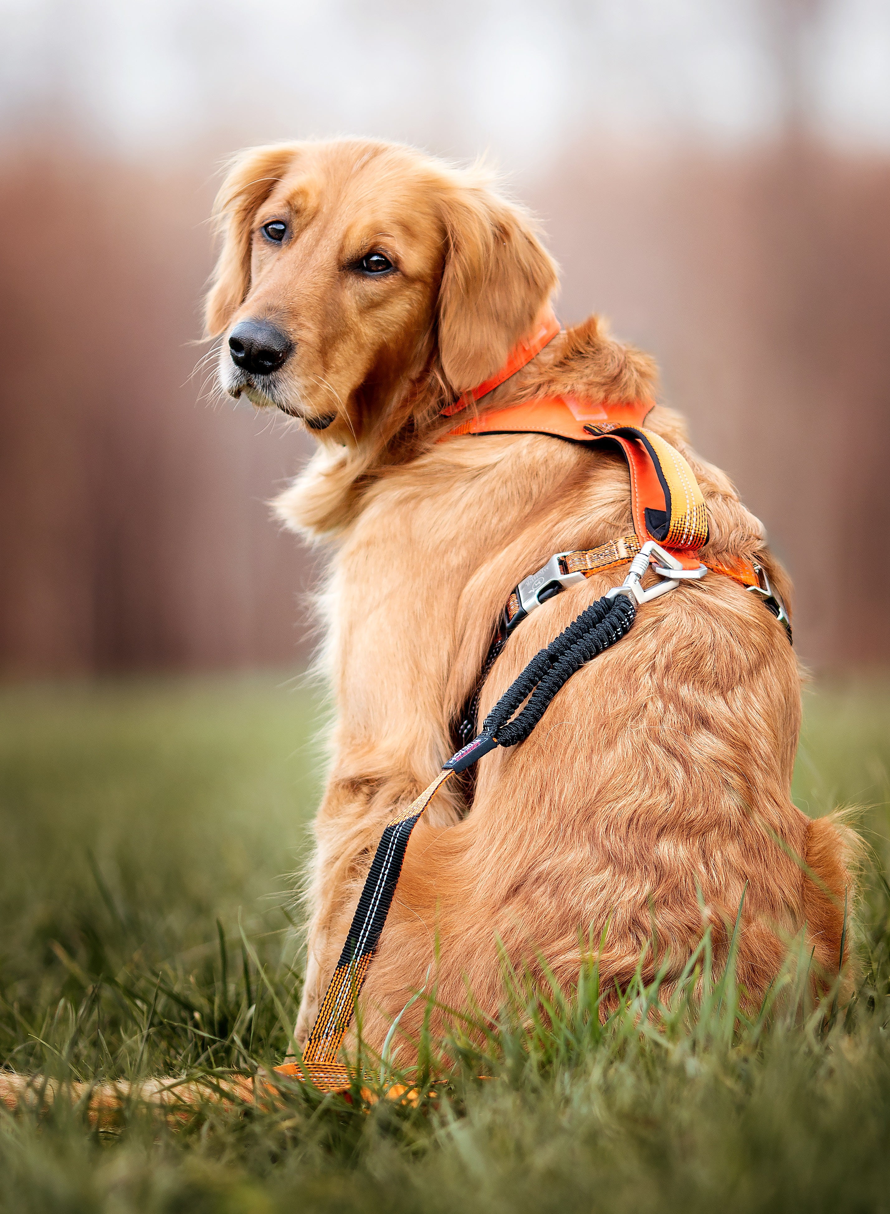 Bruno Dog Harness Orange 
