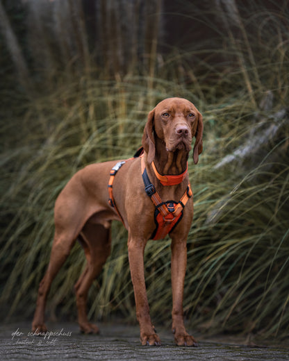 Bruno Hundehalsband Orange