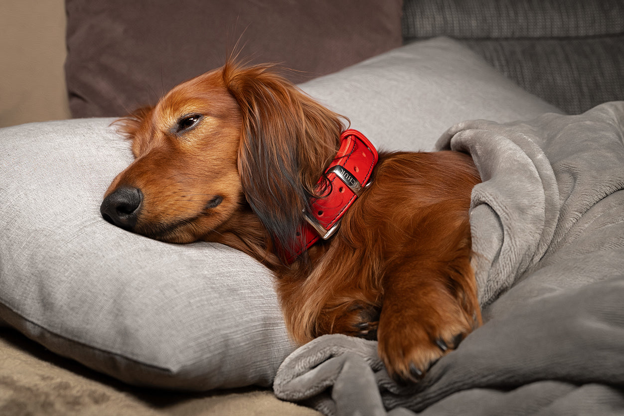 Classica Rot Hundehalsband
