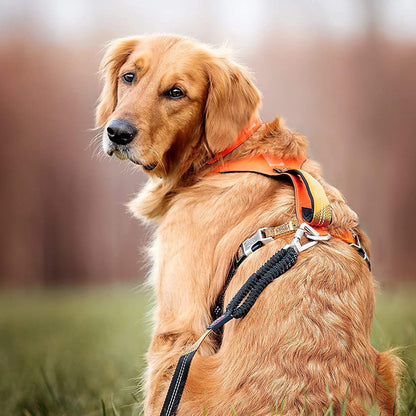 Bruno Hundehalsband Orange