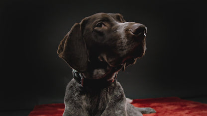Gala Hundehalsband