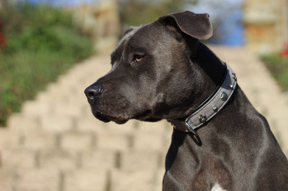 Leon Hundehalsband